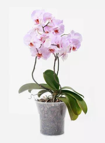 Розовая орхидея от интернет-магазина цветов в 